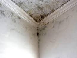 Best Asbestos and Lead Testing During Mold Inspection  in Percy, IL